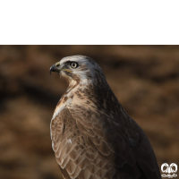 گونه سارگپه کوهی Upland Buzzard